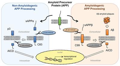 New Insights Into Blood-Brain Barrier Maintenance: The Homeostatic Role of β-Amyloid Precursor Protein in Cerebral Vasculature